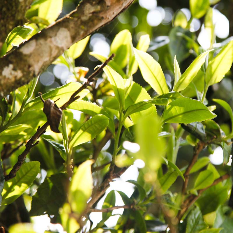 Ancient Tree Black Tea "Yanxia" – Fengqing, Yunnan