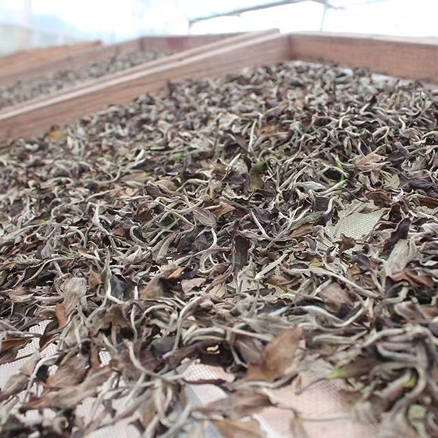 Fuding White Peony White Tea – 2025 Early Spring Sun-Dried Loose Leaf from Old Mountain Bushes, 500g Wooden Box