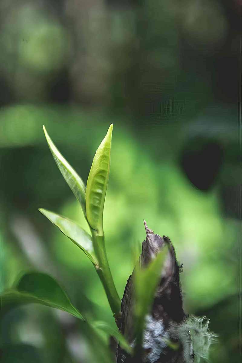 Golden Bud Black Tea – Fengqing, Yunnan