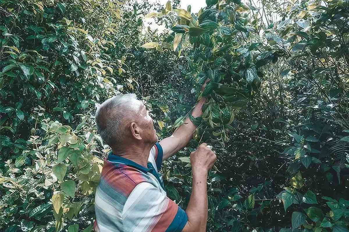Golden Bud Black Tea – Fengqing, Yunnan