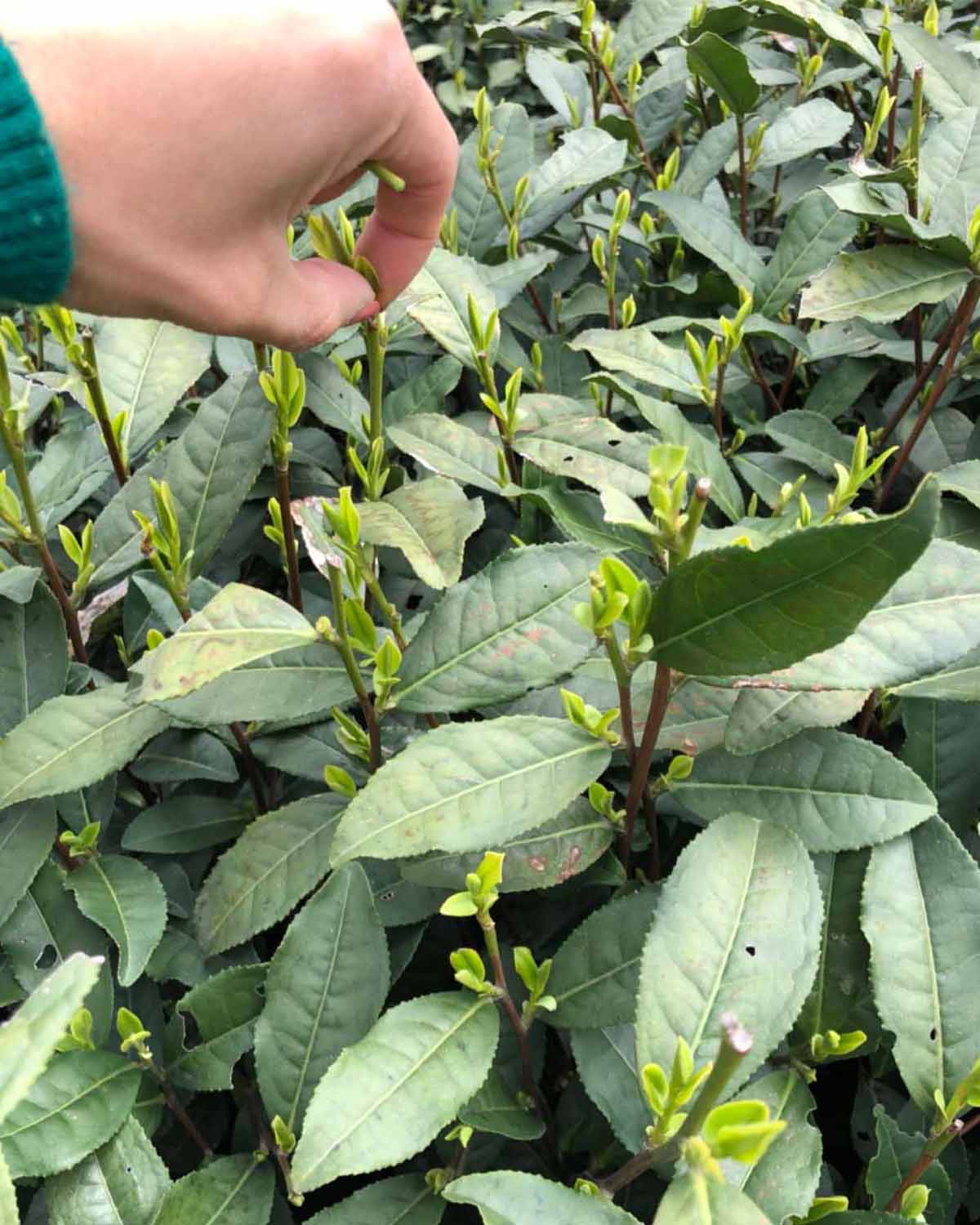 Hangzhou Ujiuzao Longjing Green Tea – 2025 First Spring Harvest · Ideal for Daily Brewing