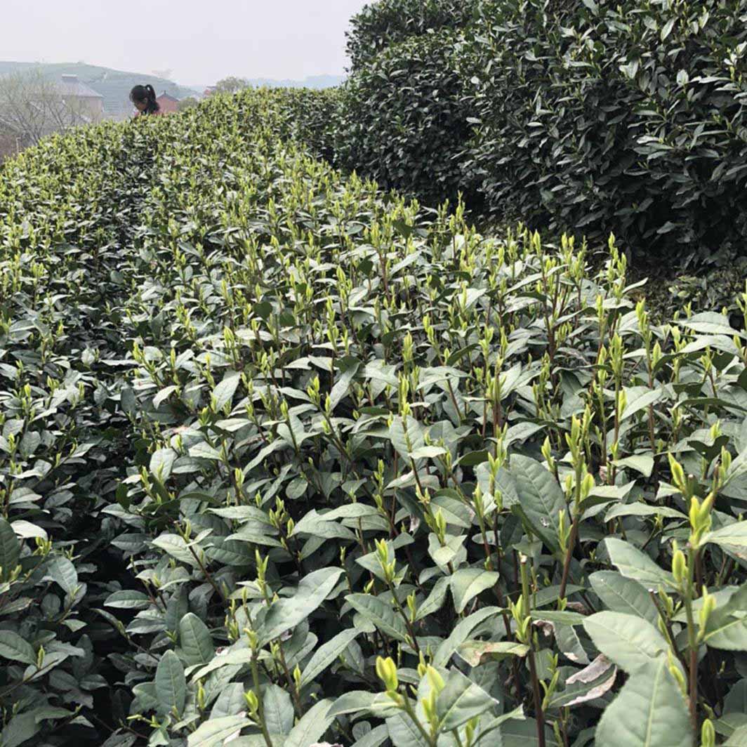 Hangzhou Ujiuzao Longjing Green Tea – 2025 First Spring Harvest · Ideal for Daily Brewing
