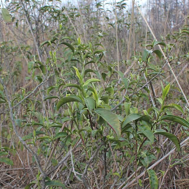 Hongyanxiao – Award-Winning Wild Black Tea