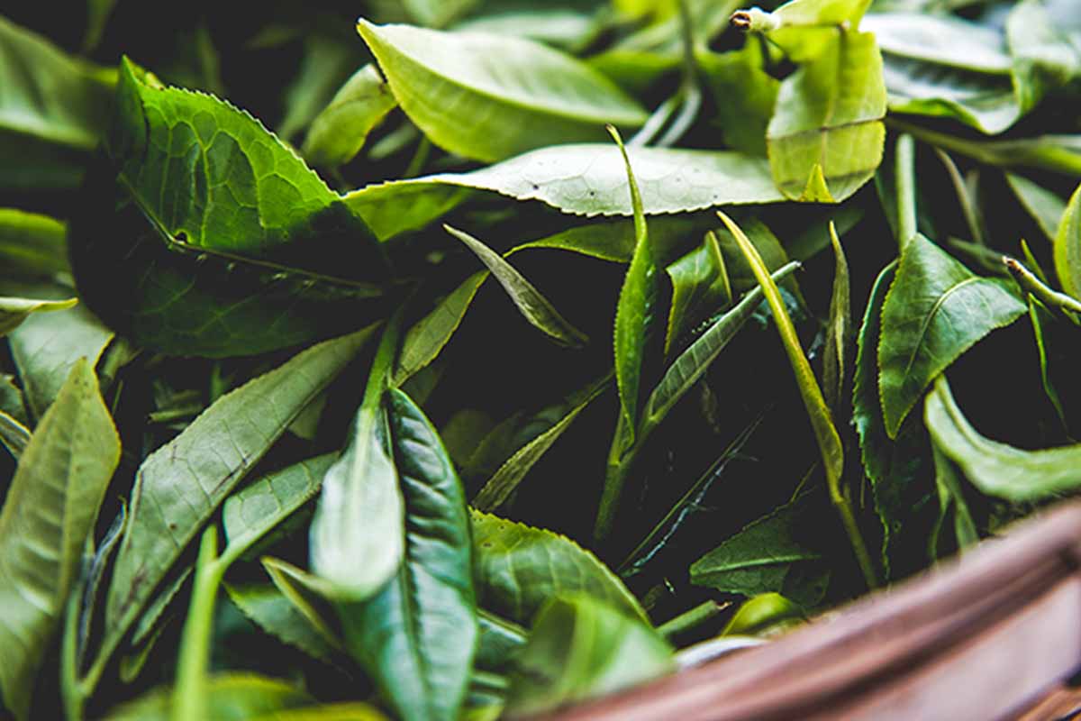 Pine Needle Black Tea– Fengqing,Yunnan