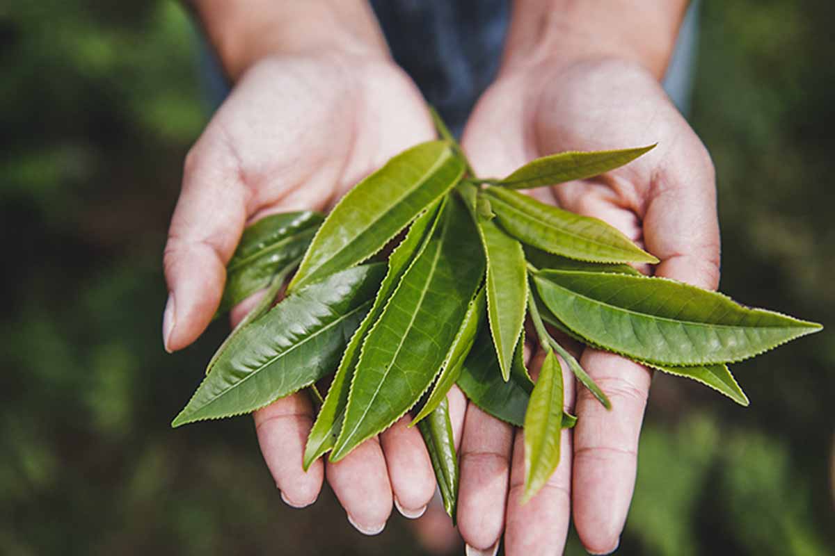 Pine Needle Black Tea– Fengqing,Yunnan
