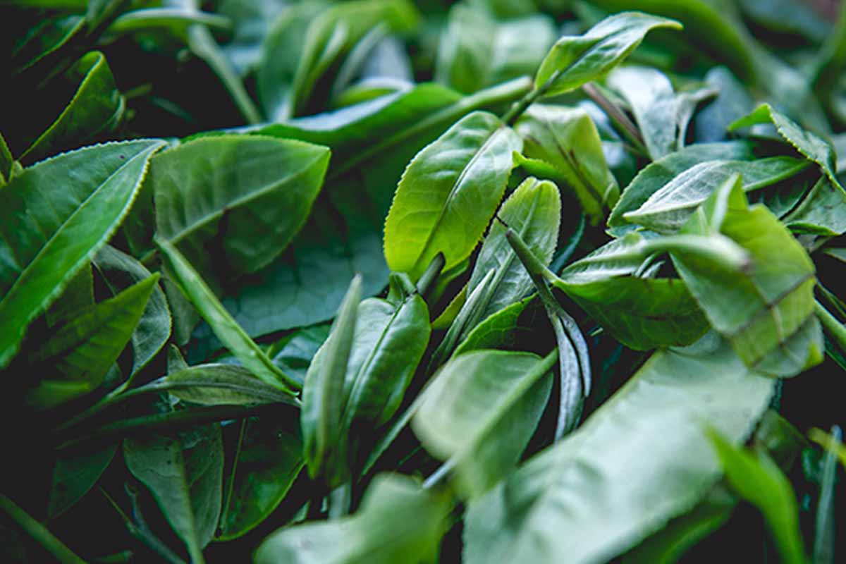Pine Needle Black Tea– Fengqing,Yunnan