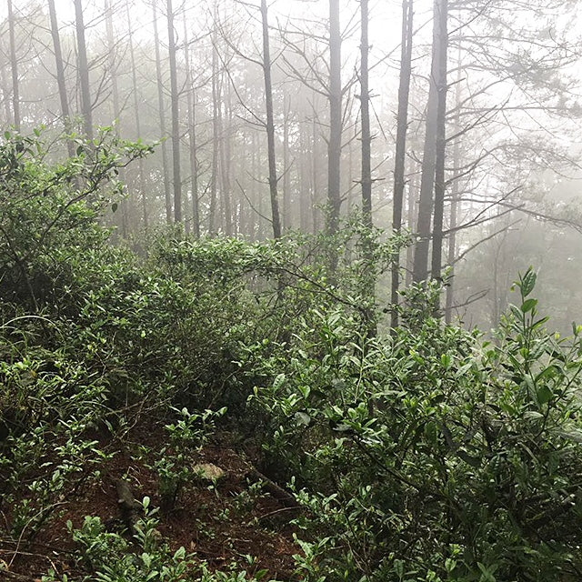 Wild Lao Cong Black Tea – 100g First Spring Harvest from Tongmu Guan, Ancient Wuyi Trees, Crafted Using Traditional Lapsang Souchong Technique