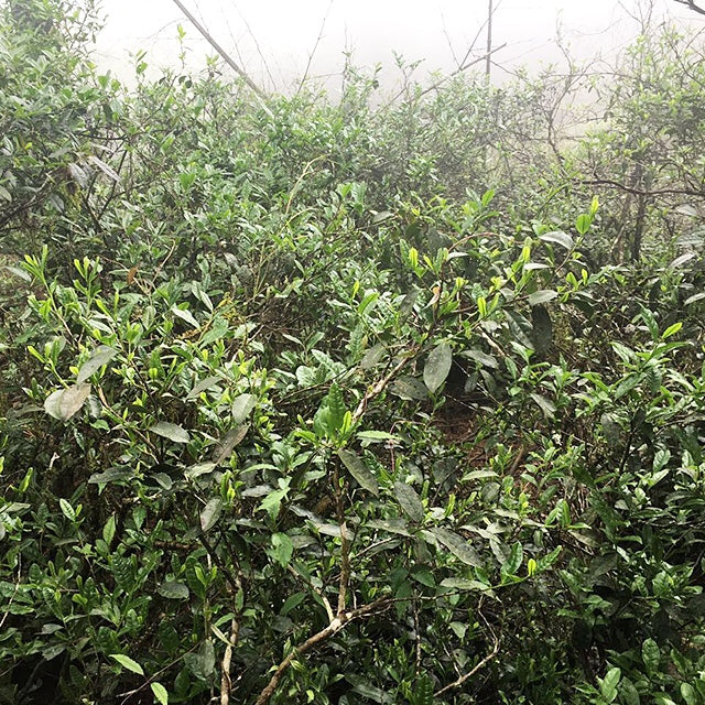 Wild Lao Cong Black Tea – 100g First Spring Harvest from Tongmu Guan, Ancient Wuyi Trees, Crafted Using Traditional Lapsang Souchong Technique