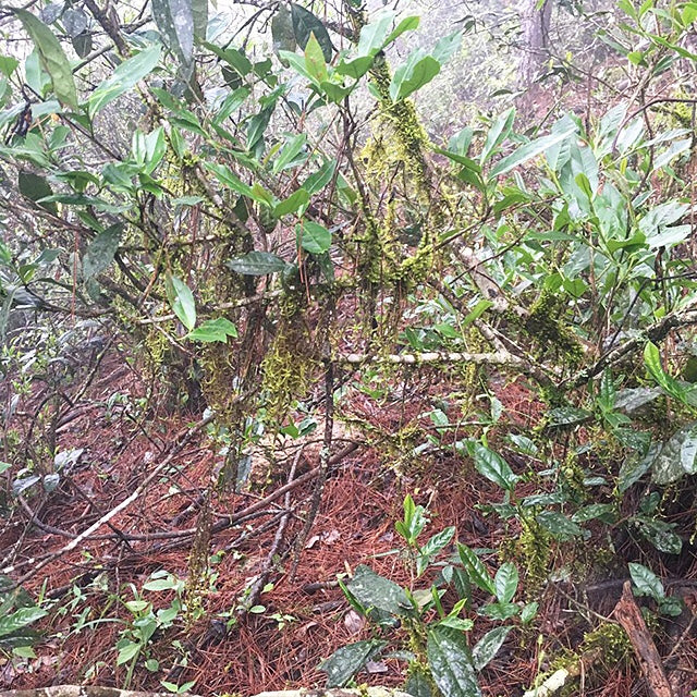 Wild Lao Cong Black Tea – 100g First Spring Harvest from Tongmu Guan, Ancient Wuyi Trees, Crafted Using Traditional Lapsang Souchong Technique