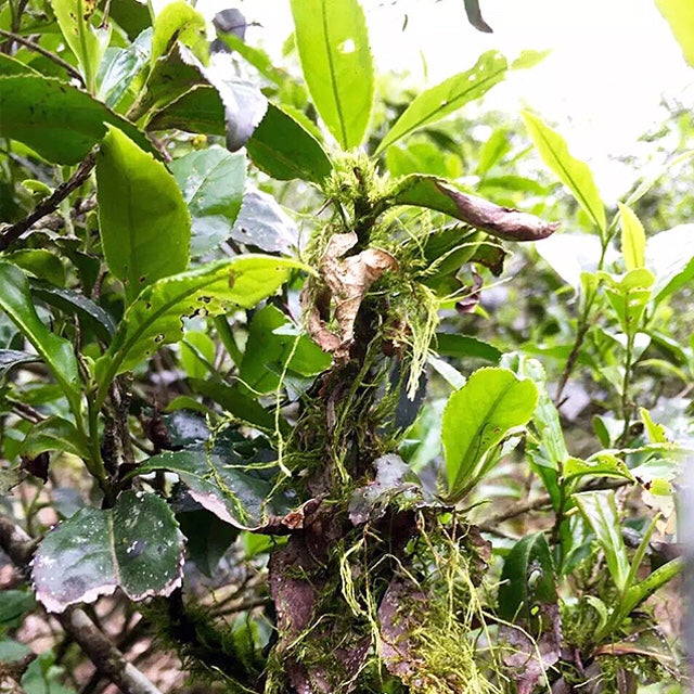 Wild Lao Cong Black Tea – 100g First Spring Harvest from Tongmu Guan, Ancient Wuyi Trees, Crafted Using Traditional Lapsang Souchong Technique