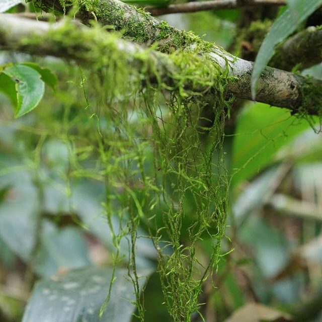 Wild Lao Cong Black Tea – 100g First Spring Harvest from Tongmu Guan, Ancient Wuyi Trees, Crafted Using Traditional Lapsang Souchong Technique