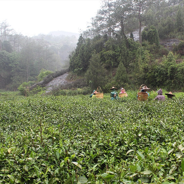 Wuyishan Laocong Shuixian Oolong – Centennial Bush, Hand-Roasted Cliff Tea from Core Wuyi Region