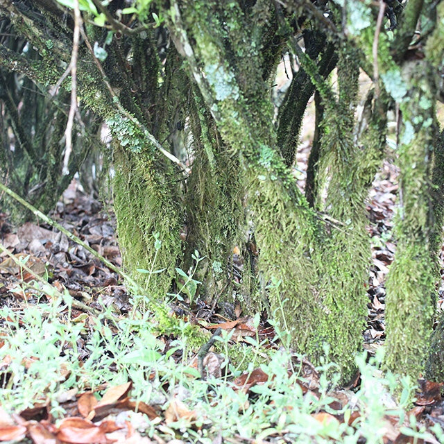 Wuyishan Laocong Shuixian Oolong – Centennial Bush, Hand-Roasted Cliff Tea from Core Wuyi Region