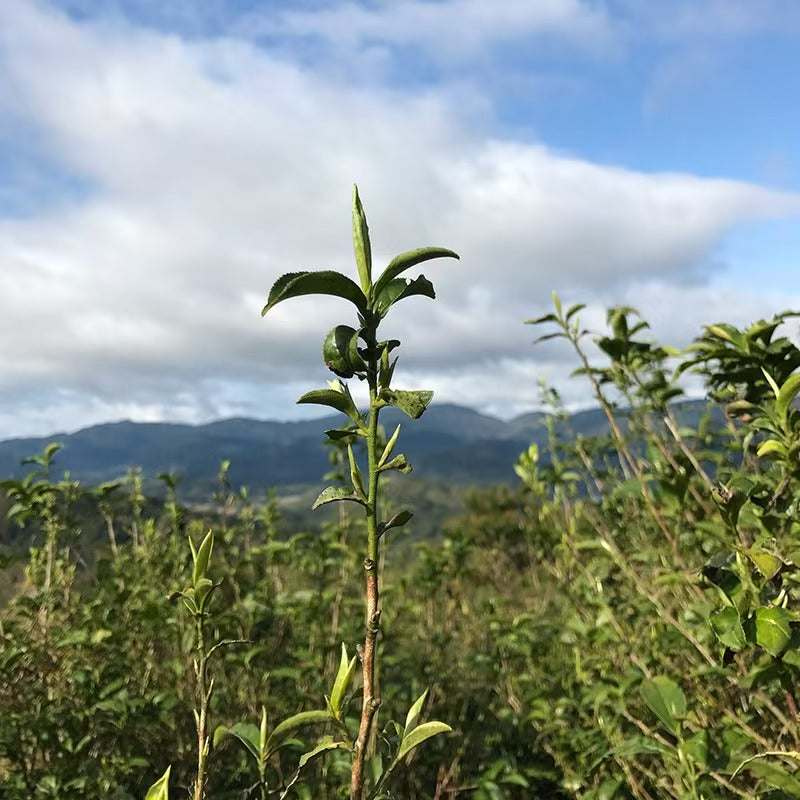 Wuyishan Tongmu Jin Jun Mei Black Tea – Handcrafted First Spring Harvest