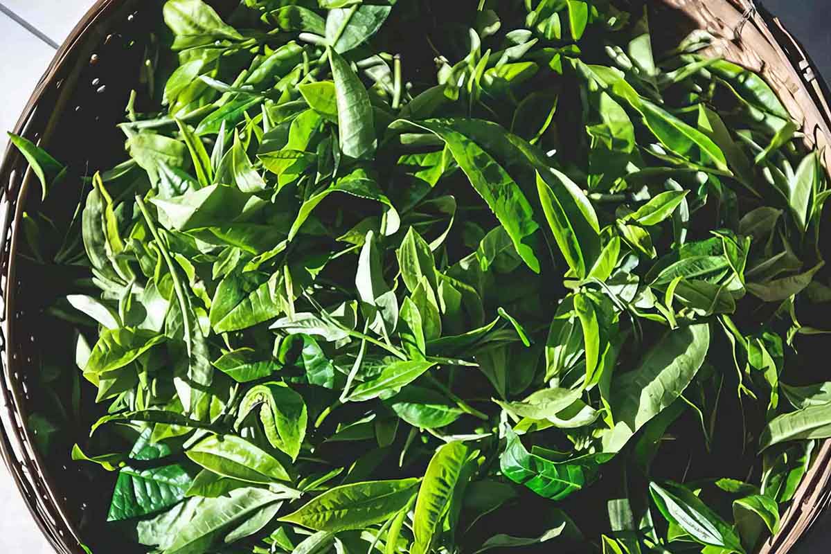 Golden Bud Black Tea – Fengqing, Yunnan