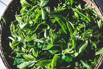 Golden Bud Black Tea – Fengqing, Yunnan
