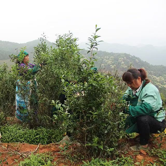 Lapsang Souchong –  First-Flush Fujian Black Tea