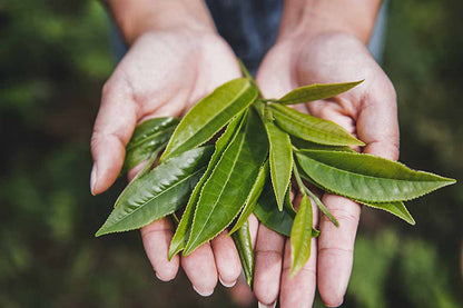 Pine Needle Black Tea– Fengqing,Yunnan