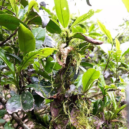 Wild Lao Cong Black Tea – 100g First Spring Harvest from Tongmu Guan, Ancient Wuyi Trees, Crafted Using Traditional Lapsang Souchong Technique