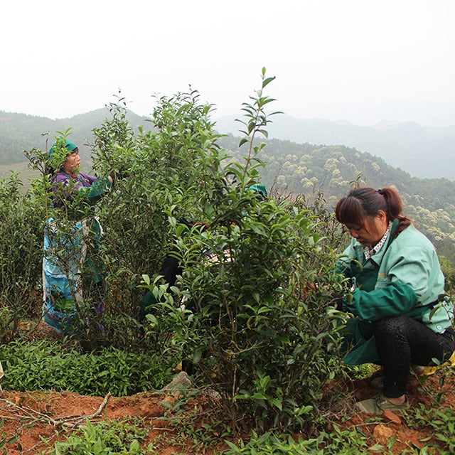 Wuyishan High Mountain Jin Jun Mei Black Tea – 2025 First Spring Harvest, Floral and Smooth, 200g Canister